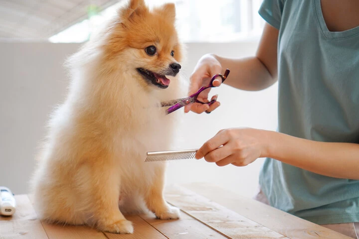 Der deutsche Veterinärmarkt und der berufliche Rahmen im Überblick