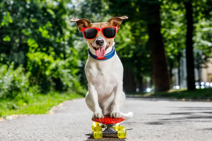 Comprendre les besoins locaux des propriétaires de chiens